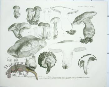Mushroom Atlas 54
